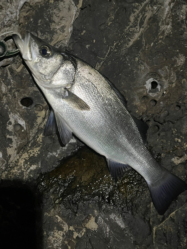 ヒラスズキの釣果