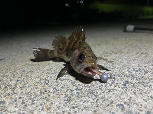 メバルの釣果