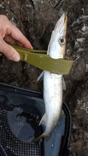 アカカマスの釣果