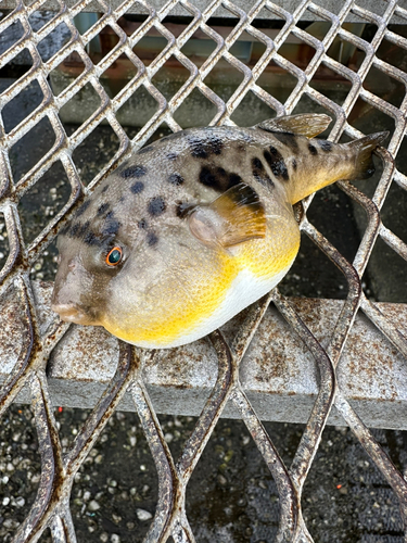 アカメフグの釣果