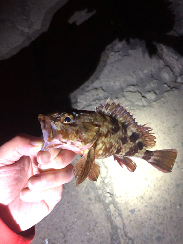 カサゴの釣果