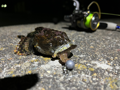 ギスカジカの釣果