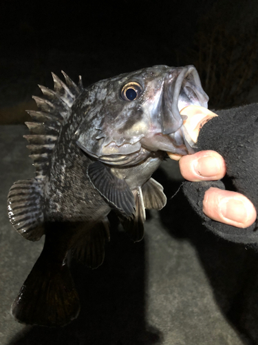 クロソイの釣果