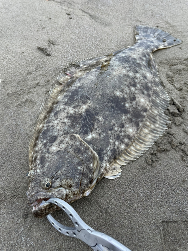 ヒラメの釣果