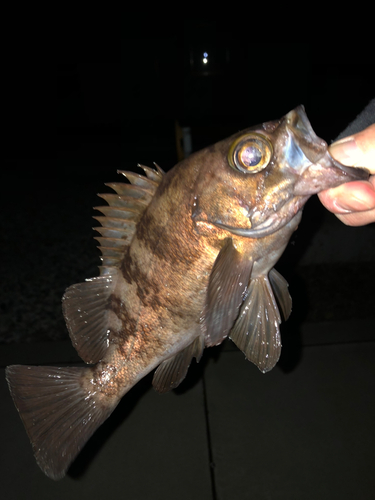 クロメバルの釣果