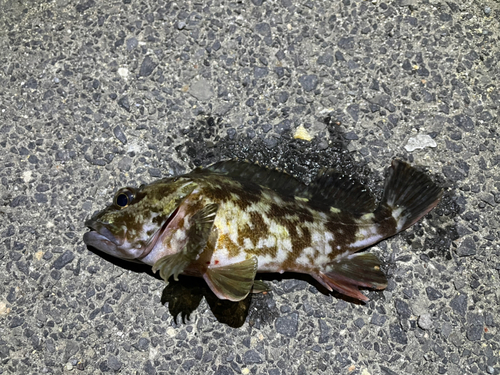 カサゴの釣果