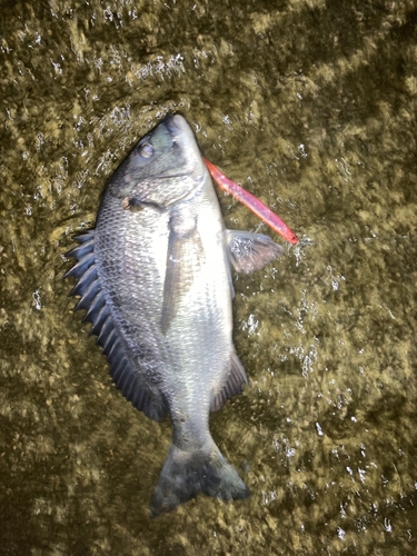 クロダイの釣果