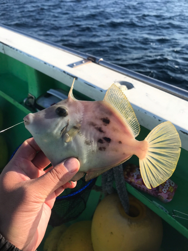 カワハギの釣果