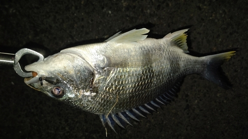 キチヌの釣果