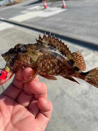 アラカブの釣果