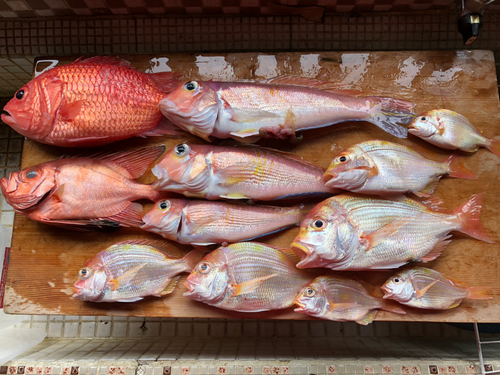 マダイの釣果