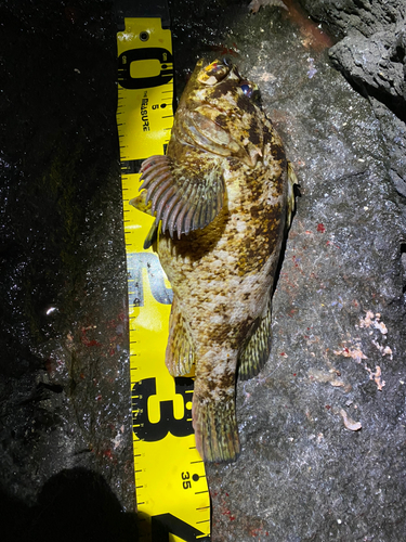 ムラソイの釣果