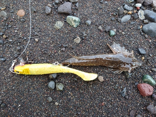 スルメイカの釣果