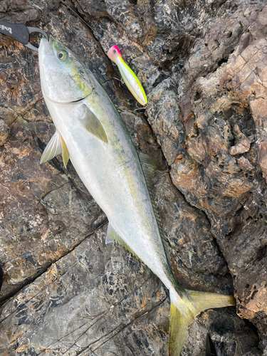 ブリの釣果