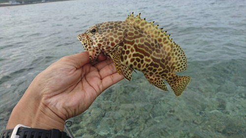 イシミーバイの釣果