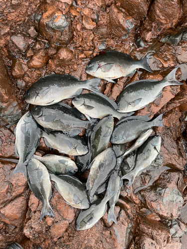 クロメジナの釣果