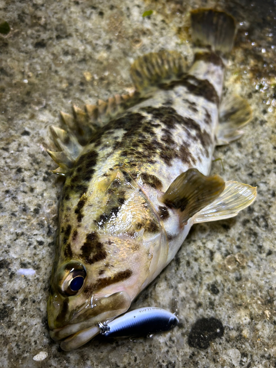 タケノコメバル