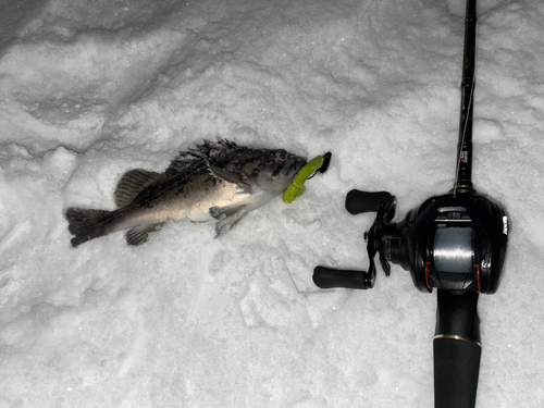 ソイの釣果