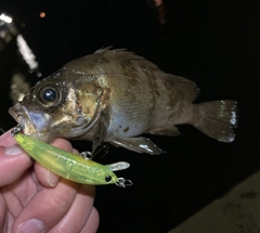 メバルの釣果