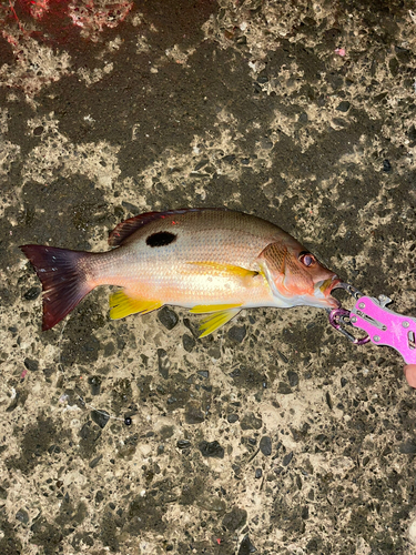 クロホシフエダイの釣果