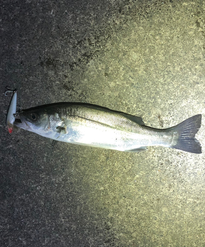 セイゴ（マルスズキ）の釣果