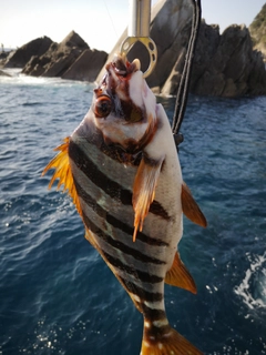 タカノハダイの釣果