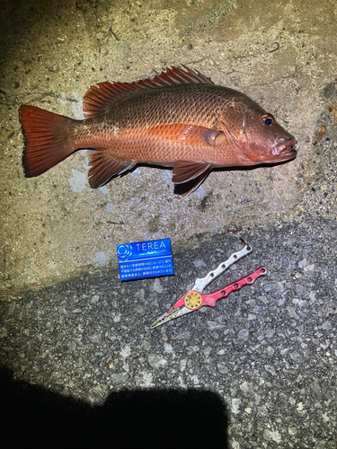 ゴマフエダイの釣果