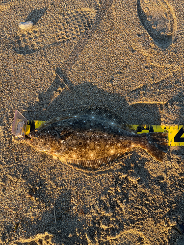 ヒラメの釣果