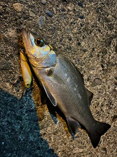 セイゴ（ヒラスズキ）の釣果