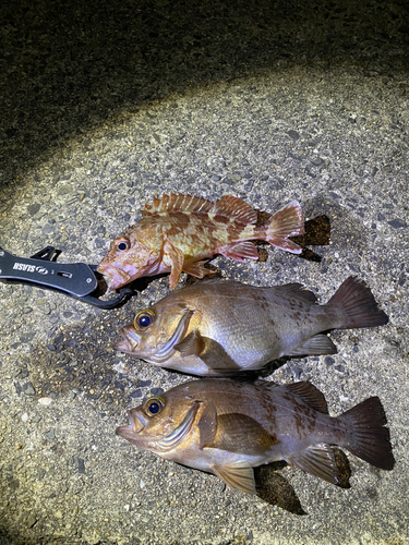 メバルの釣果