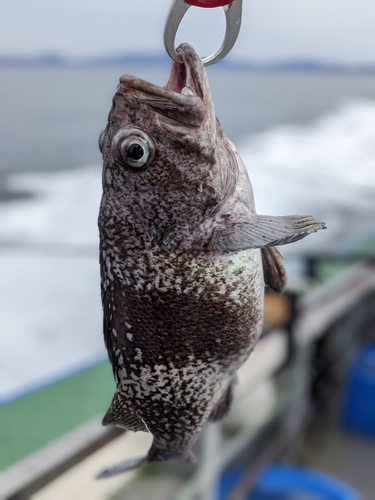 タラの釣果