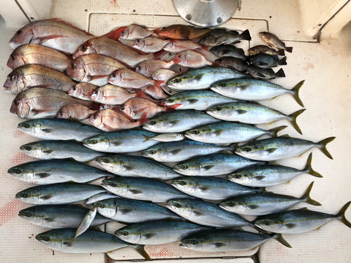 ハマチの釣果