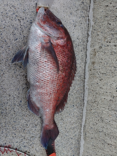 マダイの釣果