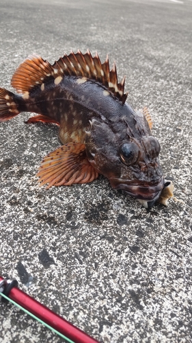 ムラソイの釣果