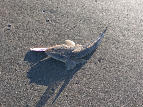 マゴチの釣果