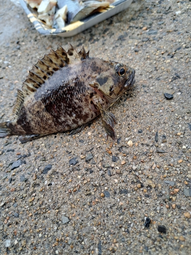 タケノコメバルの釣果