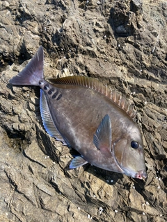 サンノジの釣果