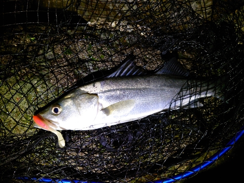 セイゴ（タイリクスズキ）の釣果