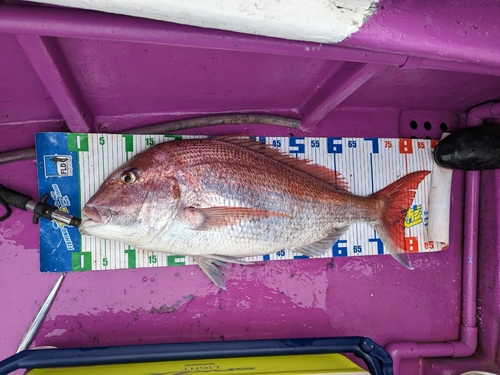 マダイの釣果