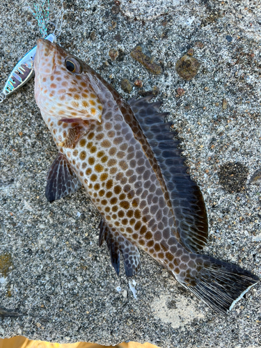 オオモンハタの釣果