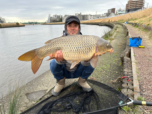 コイの釣果