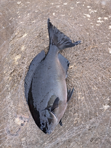 オナガグレの釣果