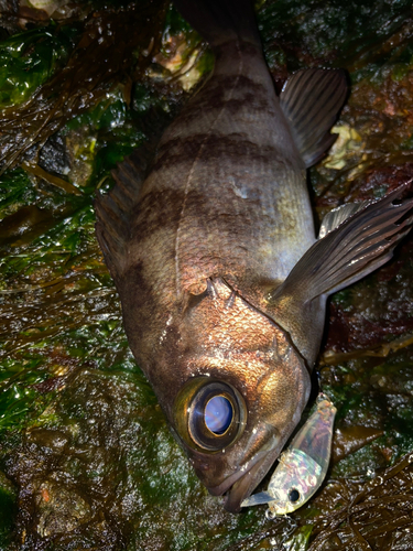 シロメバルの釣果