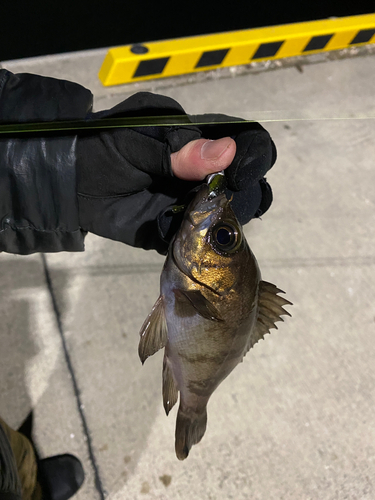 メバルの釣果