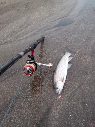 アメマスの釣果