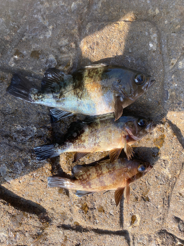 クロメバルの釣果