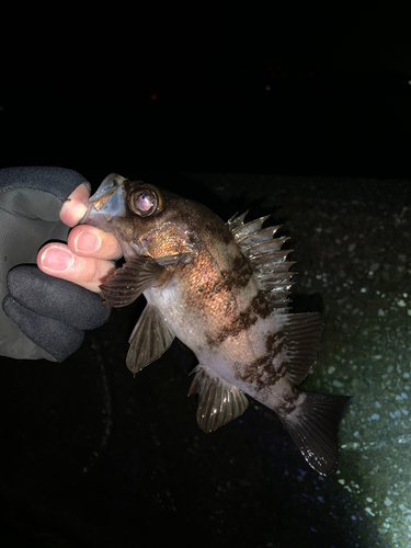 メバルの釣果