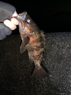 メバルの釣果