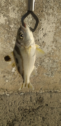 クワガナーの釣果