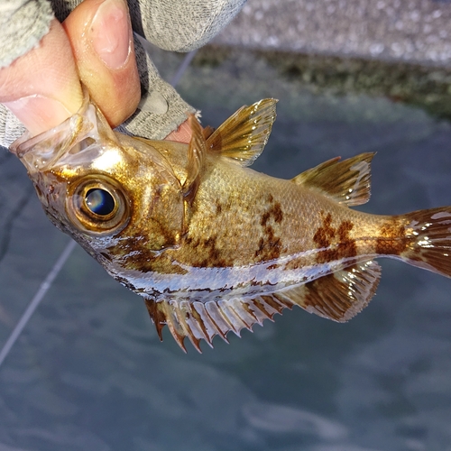 メバルの釣果